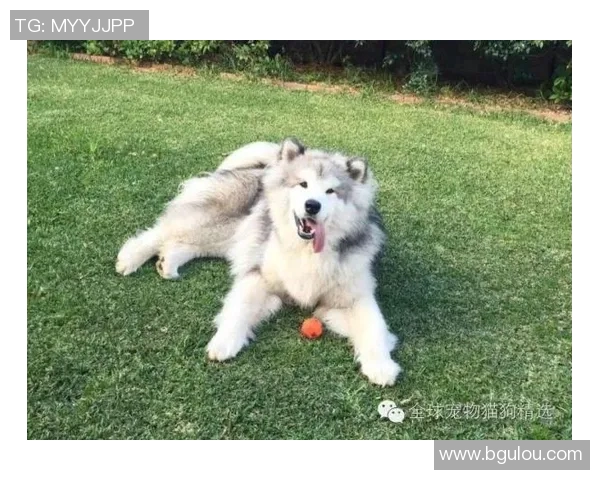 南墨尔本与阿拉门激战正酣谁能在这场对决中笑到最后